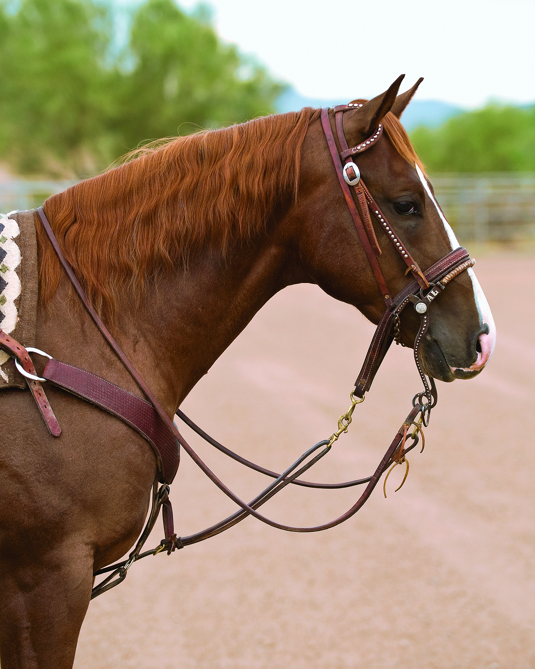 Cinch Selection Tips - Barrel Horse News
