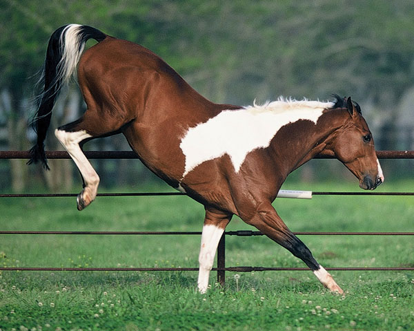 crazy bucking horse