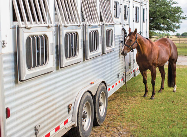 SLOW HORSE STICKER horse box trailer car stable 