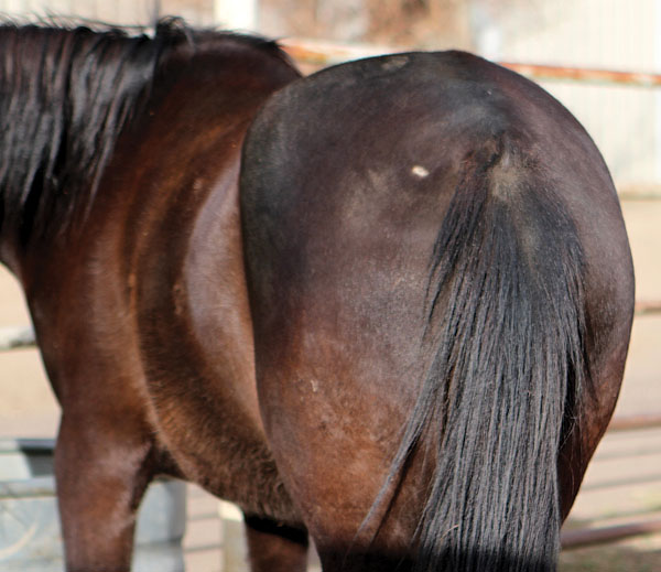 Horse hair loss question. Help! : r/Horses