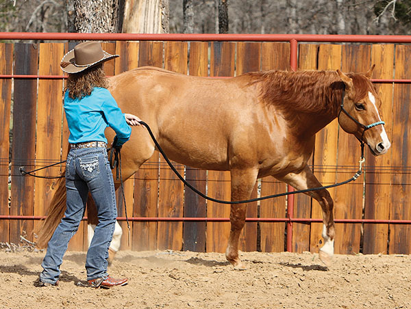 Stacy Westfall Colt Starting Groundwork Round penning horse training DVDS 