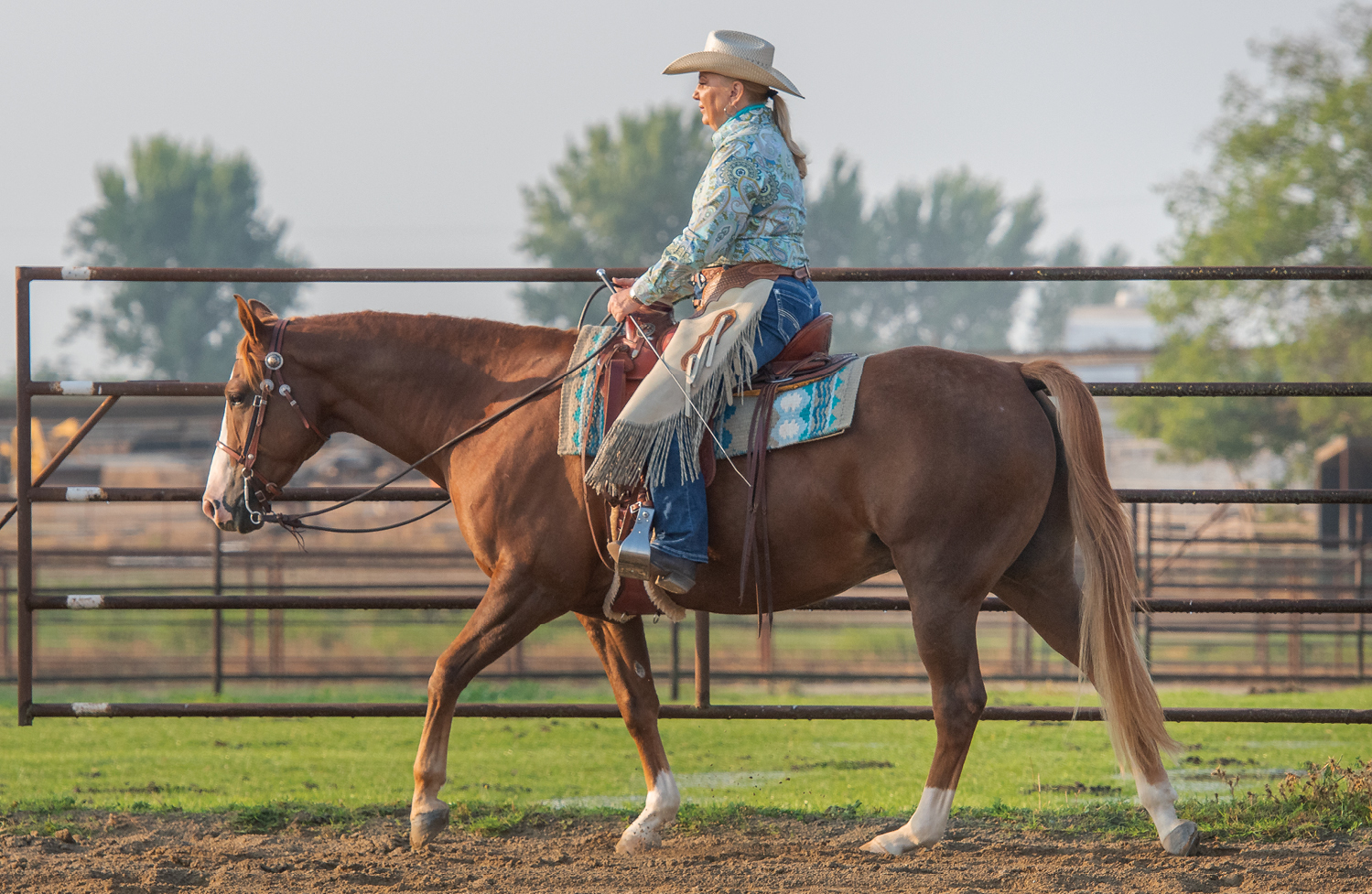 Walk In Rider Improve Your Horse’s Balance With the ‘Old Man Walk’
