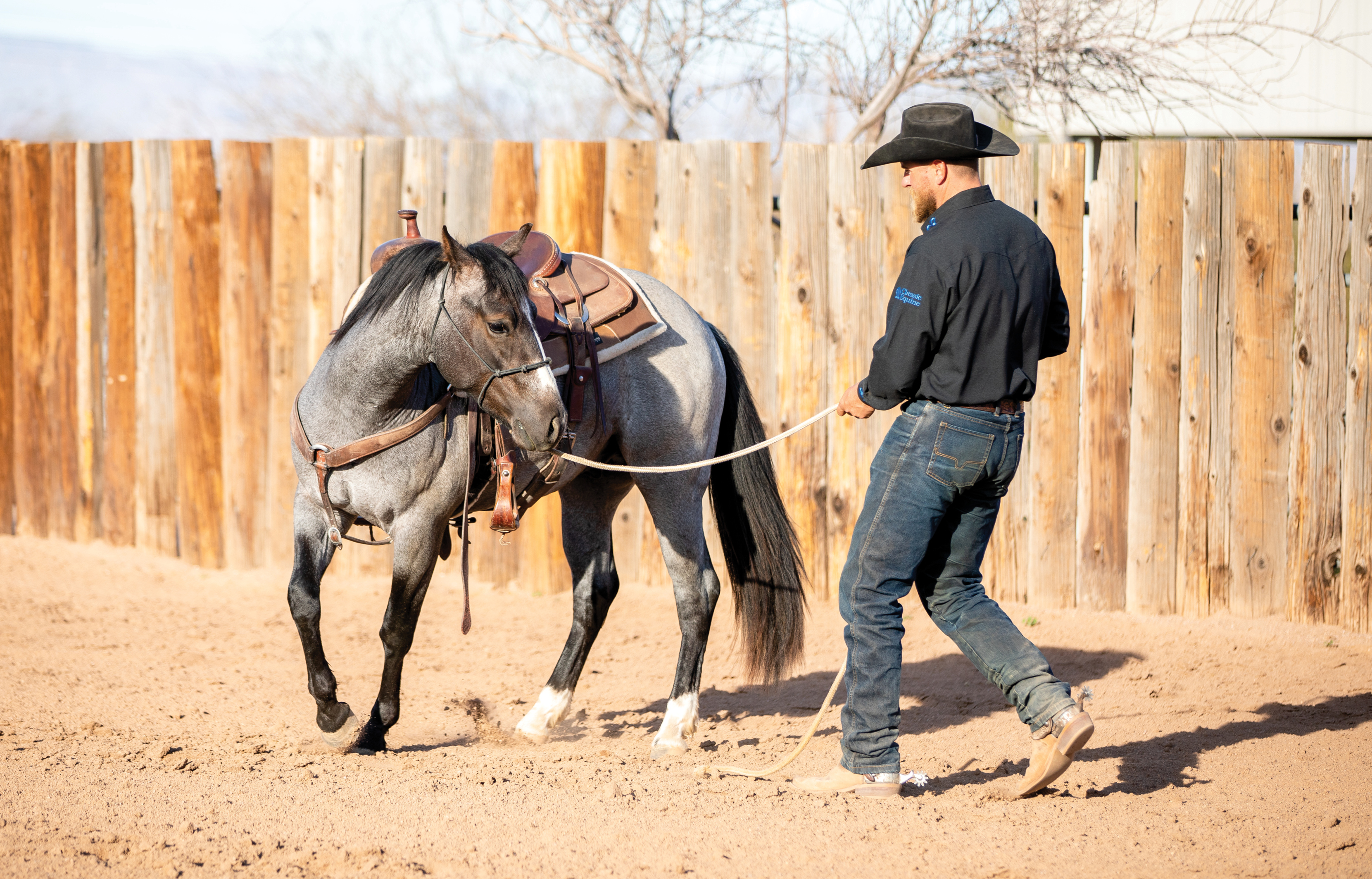 Remember the Horse that almost killed the Foal - He re-trained 