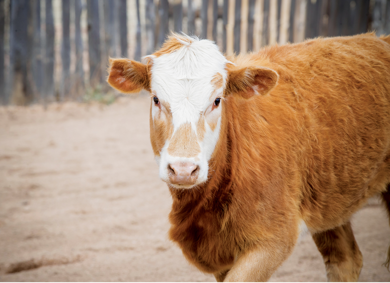What to Know Before You Bring Cattle to Your Horse Barn