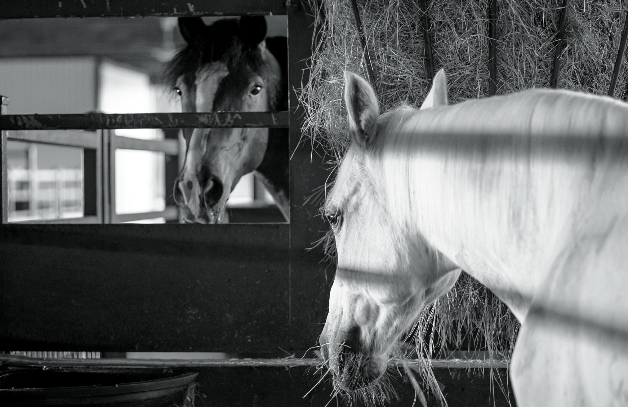 Learn to Recognize the Signs of Depression in Horses