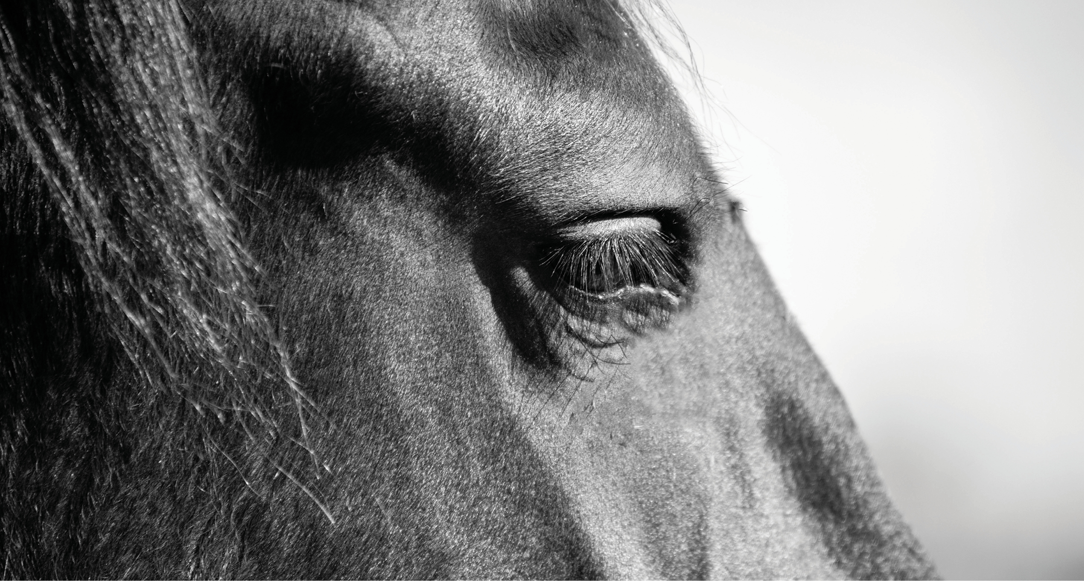 Learn to Recognize the Signs of Depression in Horses