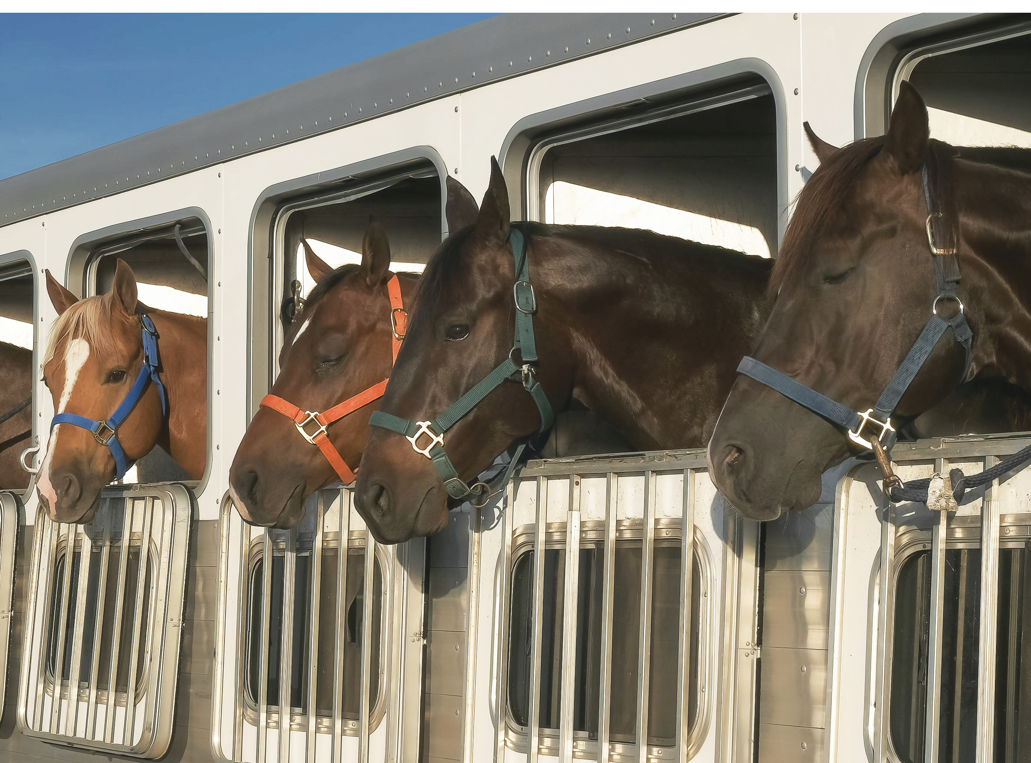 Equine travel continues to grow each year. Horse travel papers help eradicate diseases. 