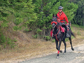 Endurance Horseback Riding 101