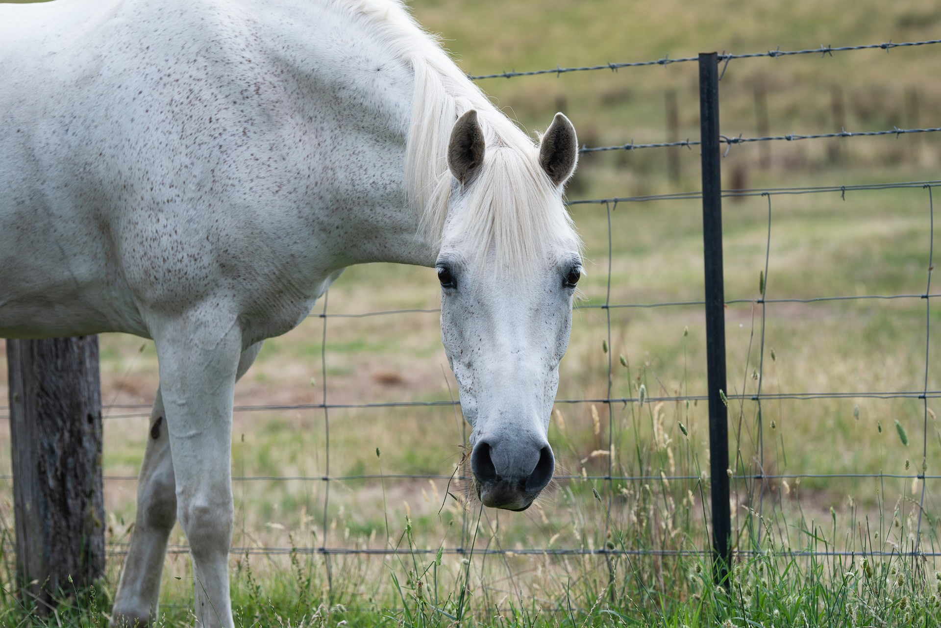 Home Remedies To Make A Horse Gain Weight Futurefood2021