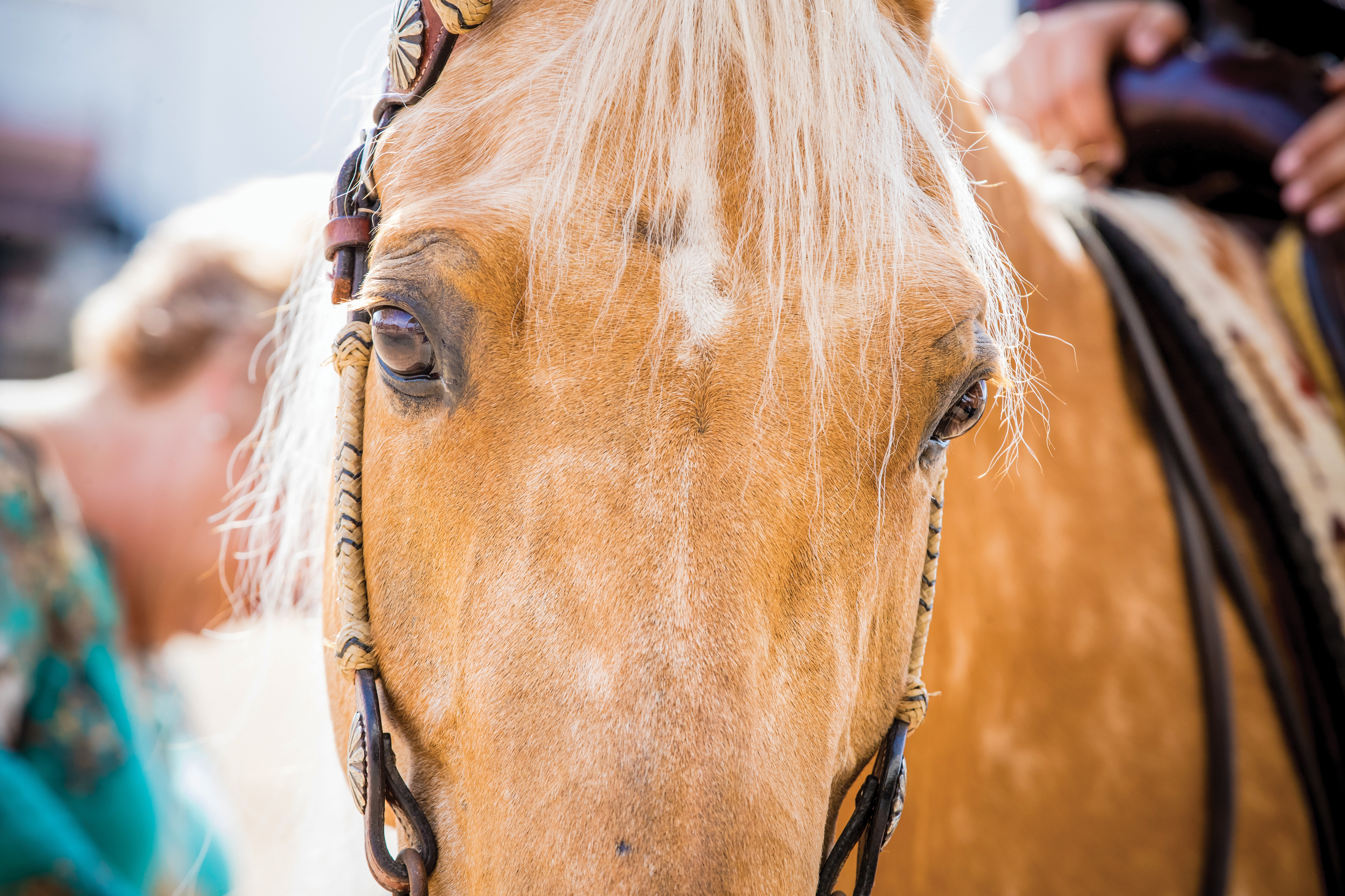 Your Horse's Facial Can Signal in Pain