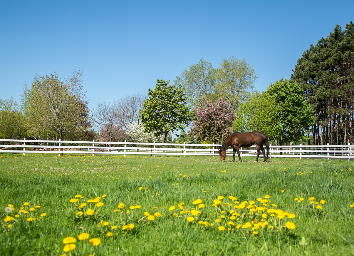 2 Horses at NRCHA Stallion Stakes Test Positive for EHV-1